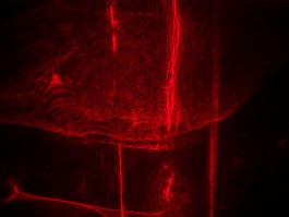 Chaotische Symphonie 