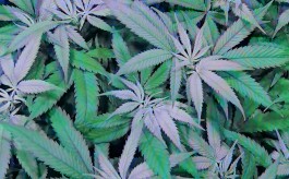 FJAAK Phonox Thumbnail 