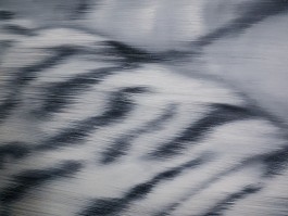 Gerhard Richter Tiger 